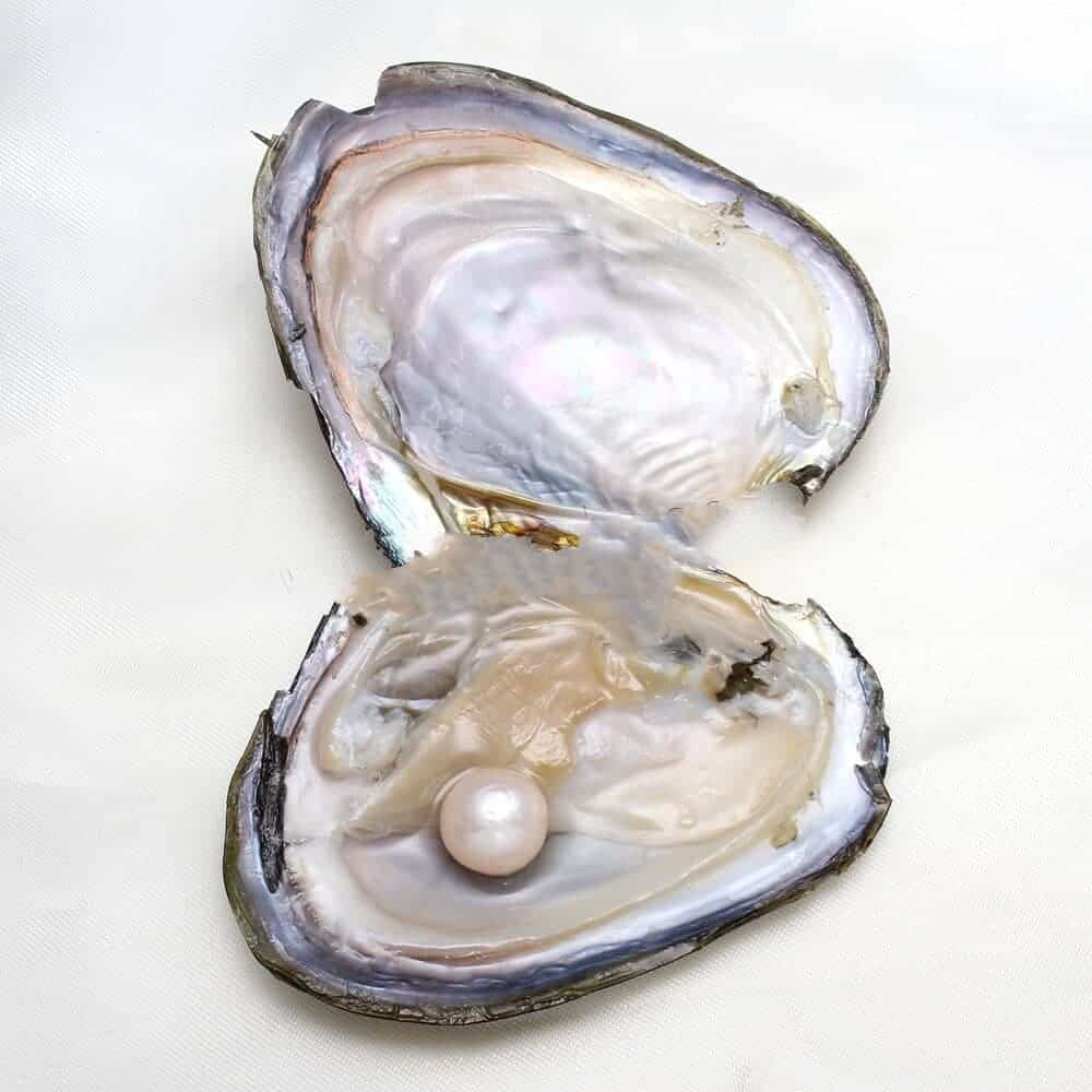pearl in oyster